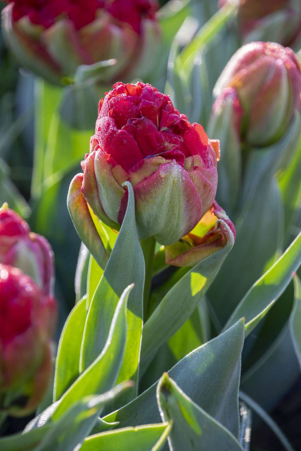 Tulipan 'Ice Cream Sorbet'